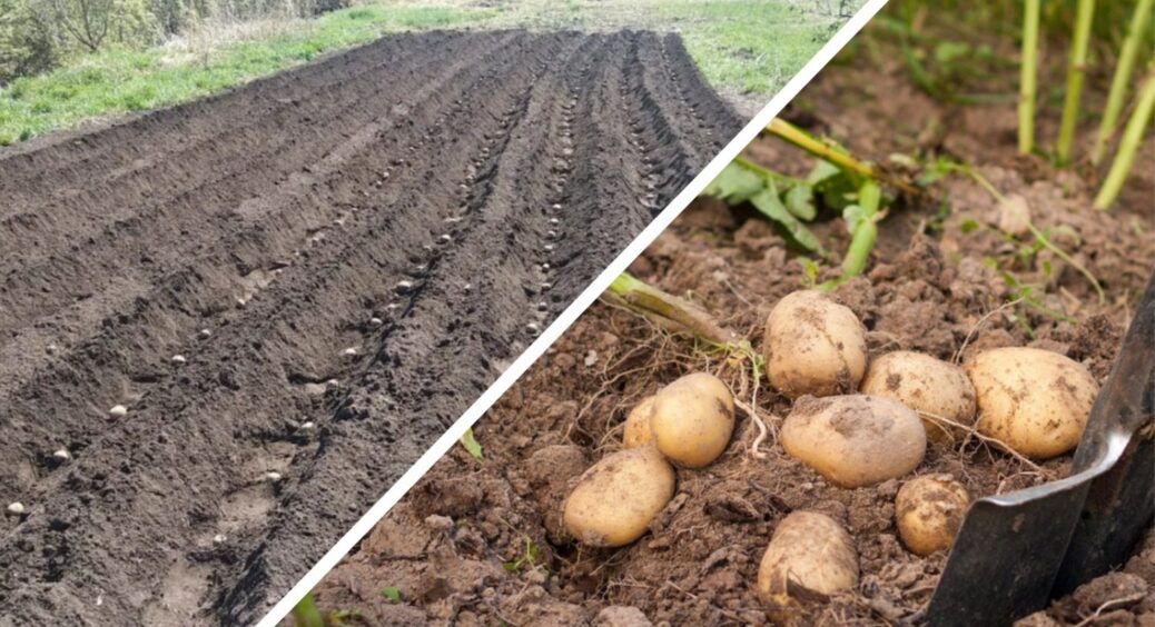 З “голландським” методом зібрала на 27% більше картоплі з 4 соток: сорт такий самий, а кількість і смак – ні 