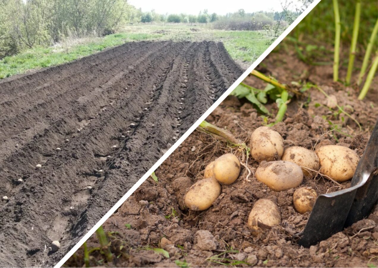 Городники розповіли, як посадити картоплю, щоб забути про бурʼяни й підгортання