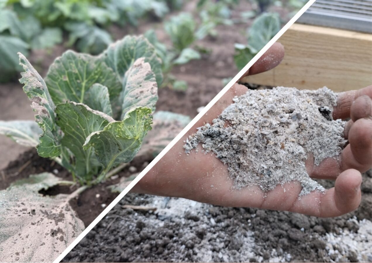 Як правильно зберігати золу в погребі