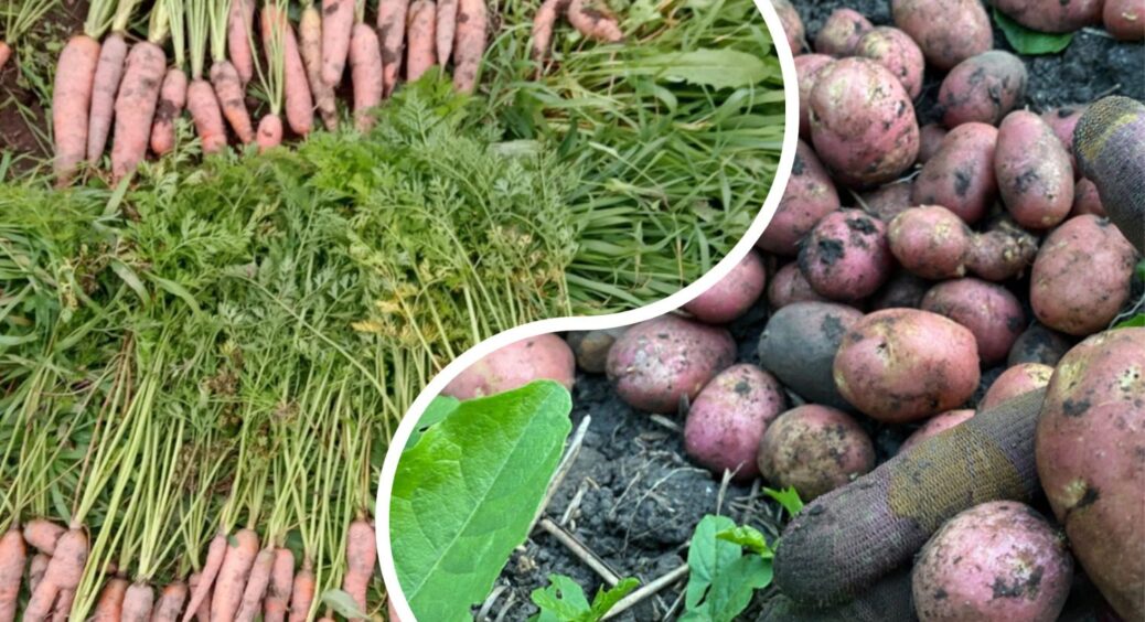 Картопля, цибуля та морква різко подешевшали в Україні: коли найкраще закупляти овочі на зиму? 