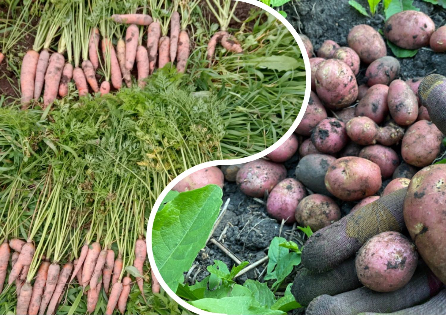 В Україні подешевіли овочі