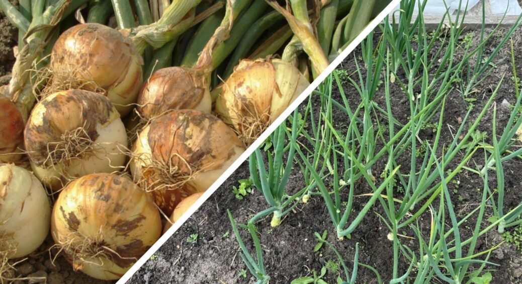 Дідусь з села показав, як дізнатись, чи встигли дозріти цибулини озимої цибулі: 1 ознака на грядці це покаже 