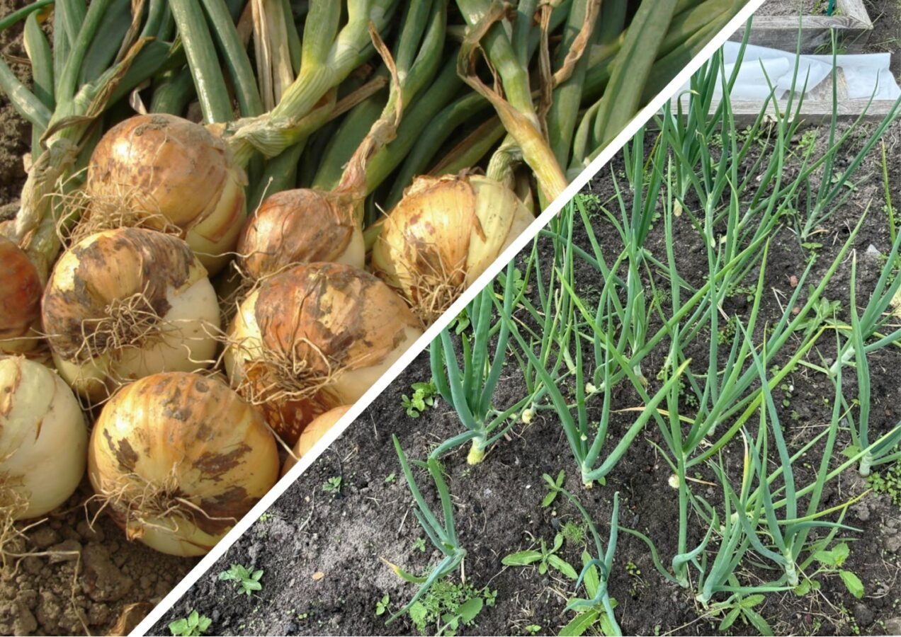 Городники розповіли, як дізнатися, чи дозріла озима цибуля