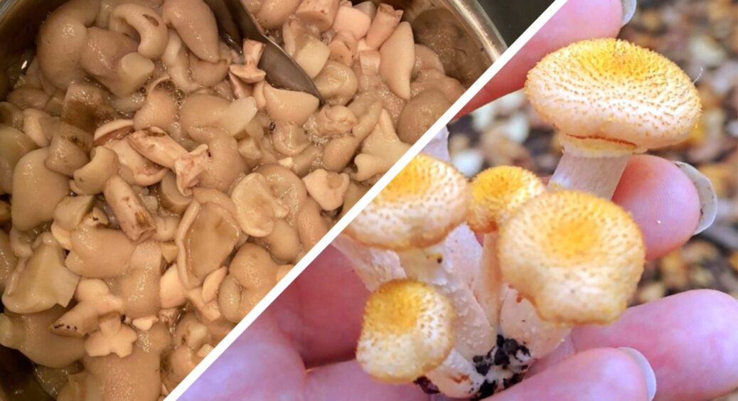 Пропарюю гриби 2 хвилини перед консервацією – і вони не темніють, а смак кращий, ніж у магазинних баночках 