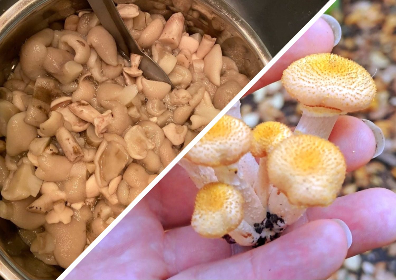 Як приготувати смачні консервовані гриби на зиму