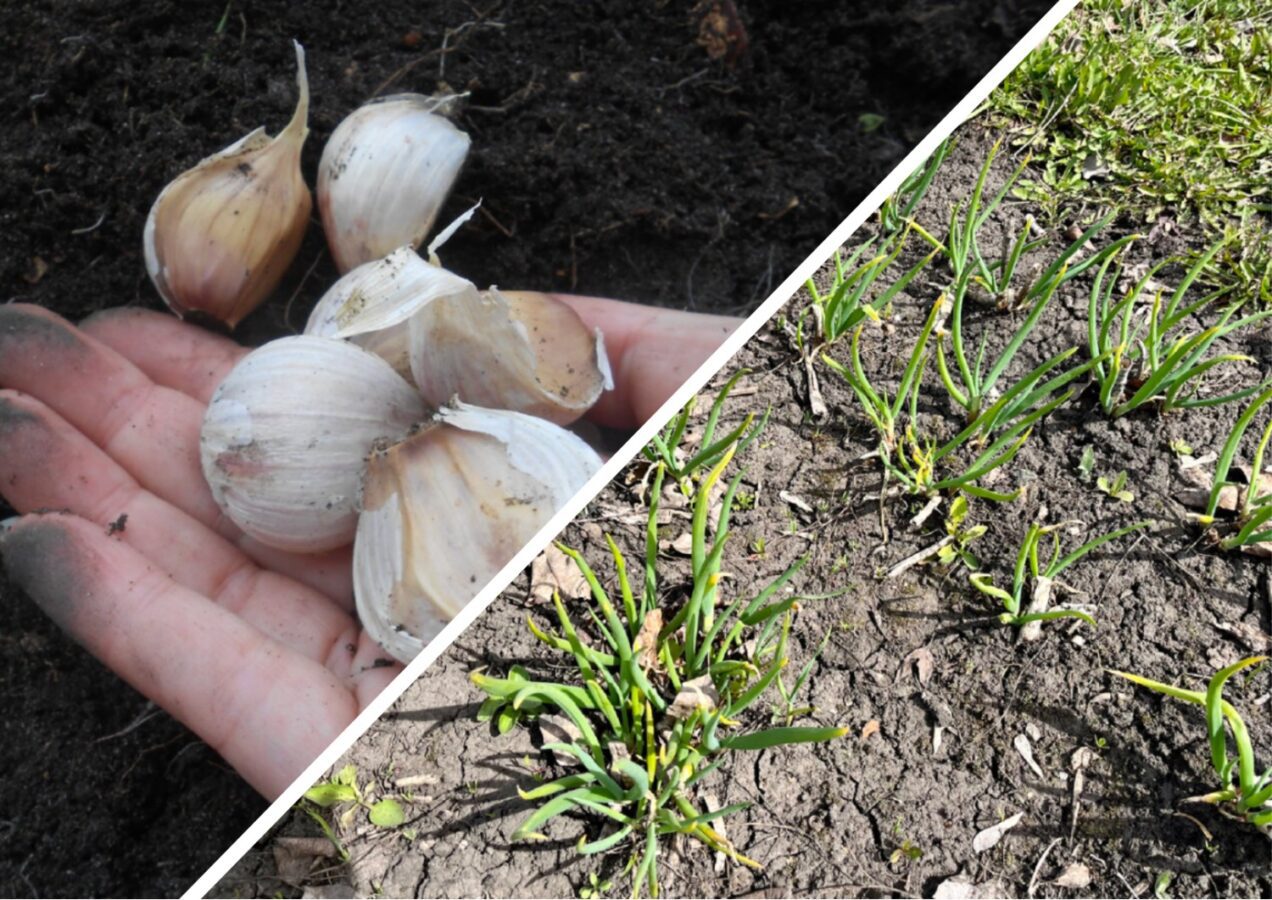 Городники розповіли, чим обробляти часник для підзимового посіву