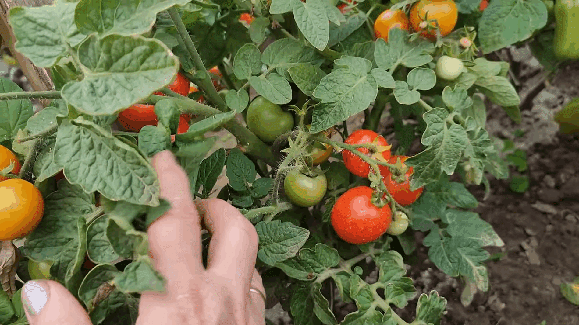 Експерти розповіли, як правильно сіяти томати під зиму 