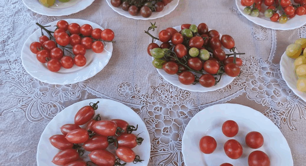 Ці 2 сорти томатів посаджу у 2026 – і не боюся неврожаю: плодоносять до заморозків, зав’язі не обсипаються 