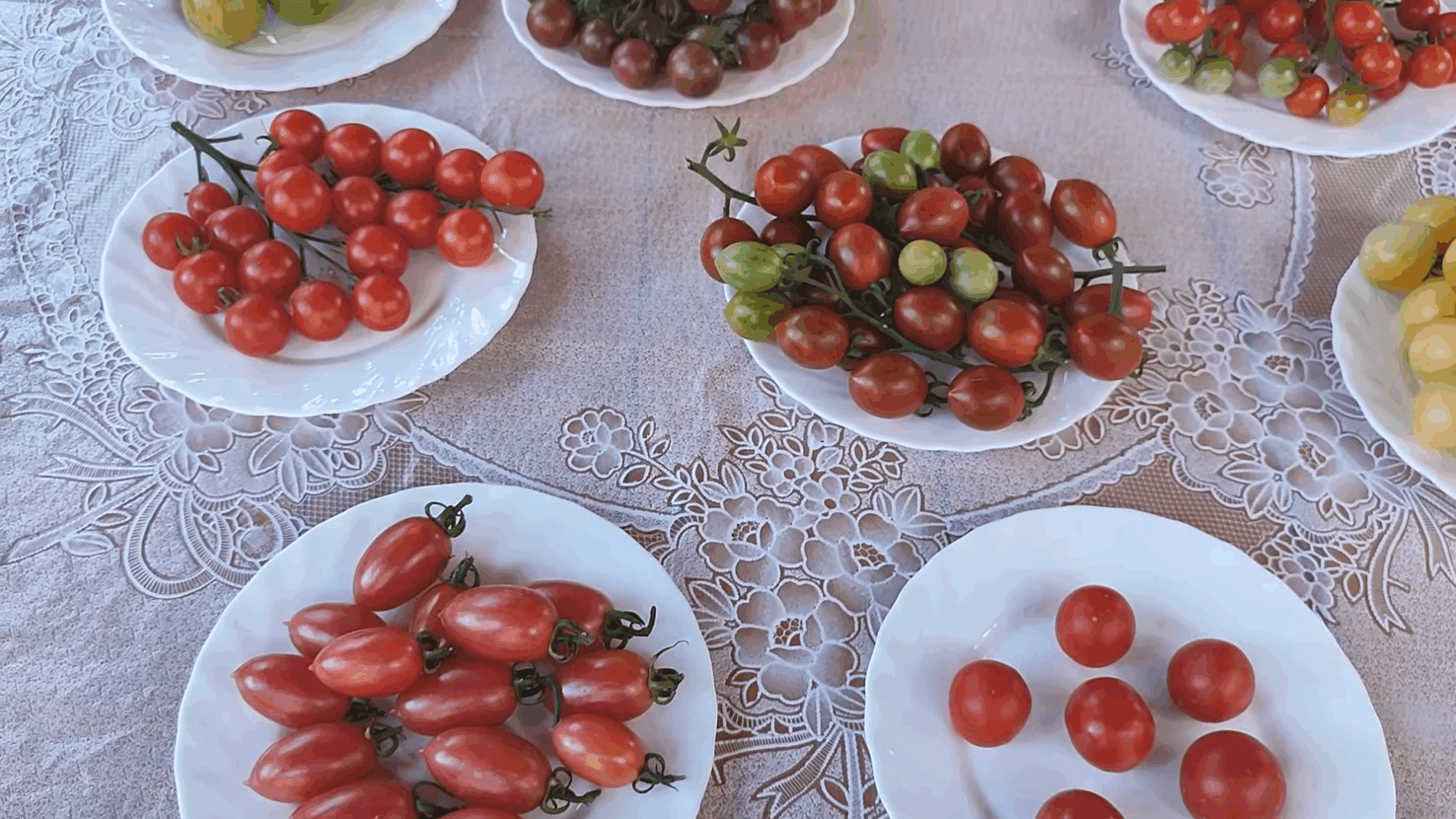 Експерти розповіли про найкращі сорти томатів чері