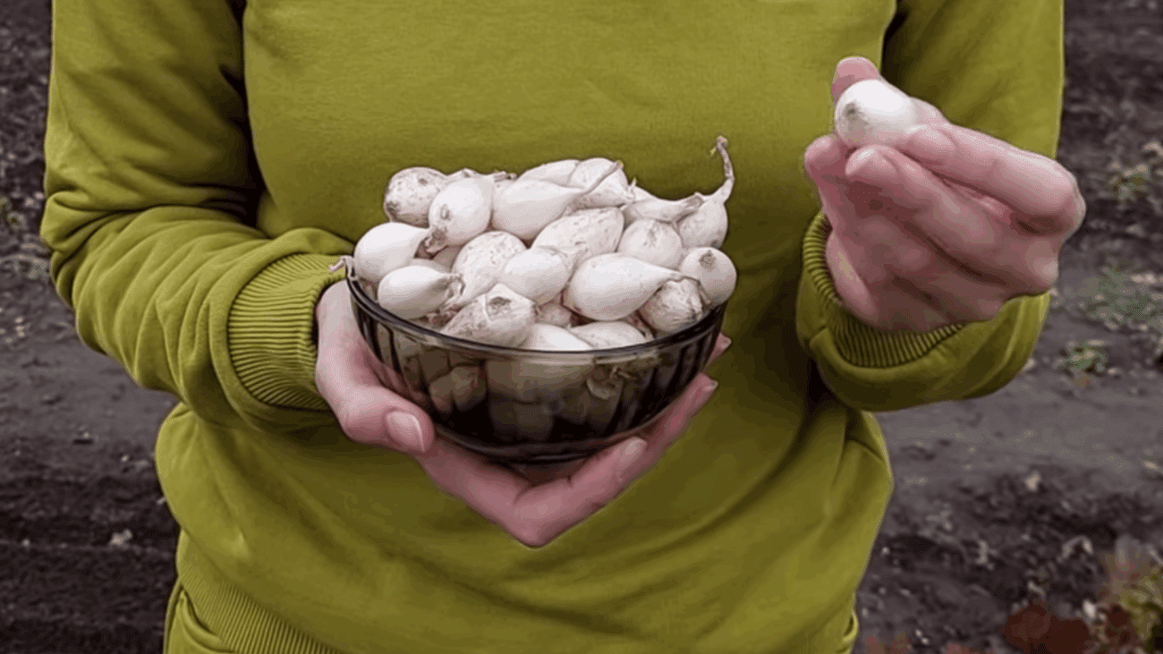 Городники розповіли, яка дія дозволить покращити врожай цибулі 