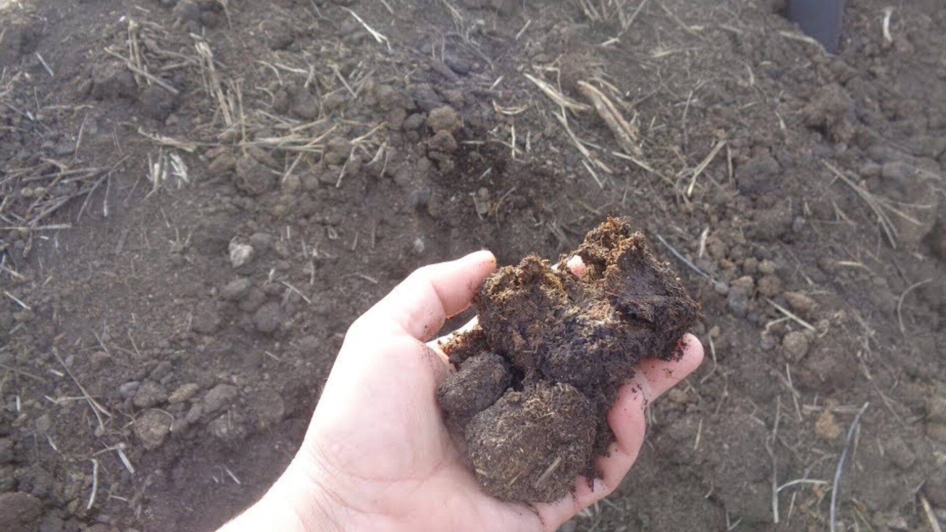 Дачники нагадали рецепт ефективного домашнього добрива