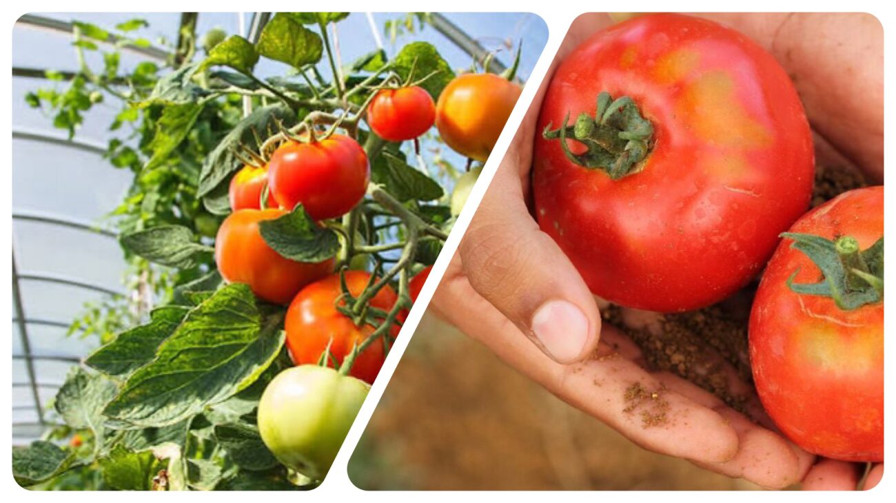 Городники розповіли, як правильно підживлювати помідори влітку