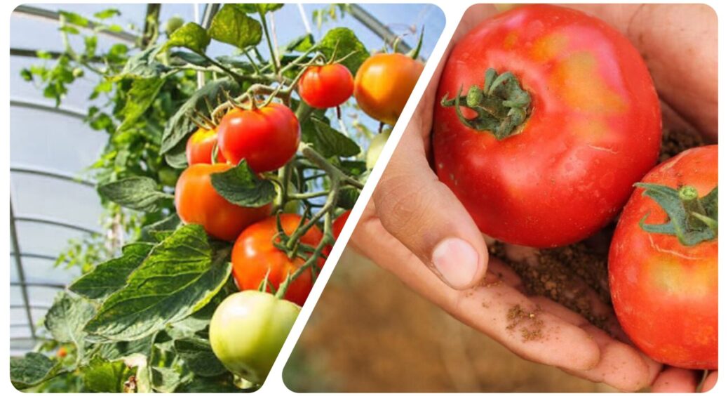 10 разів пожалкувала, що не зробила це влітку — томати були б як з виставки: 3 підживки з червня по вересень 