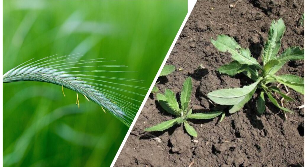 У всіх повно бурʼянів, а у мене — чисті грядки: ніяких фунгіцидів, саджаю 1 рослину і забуваю про лабузиння 