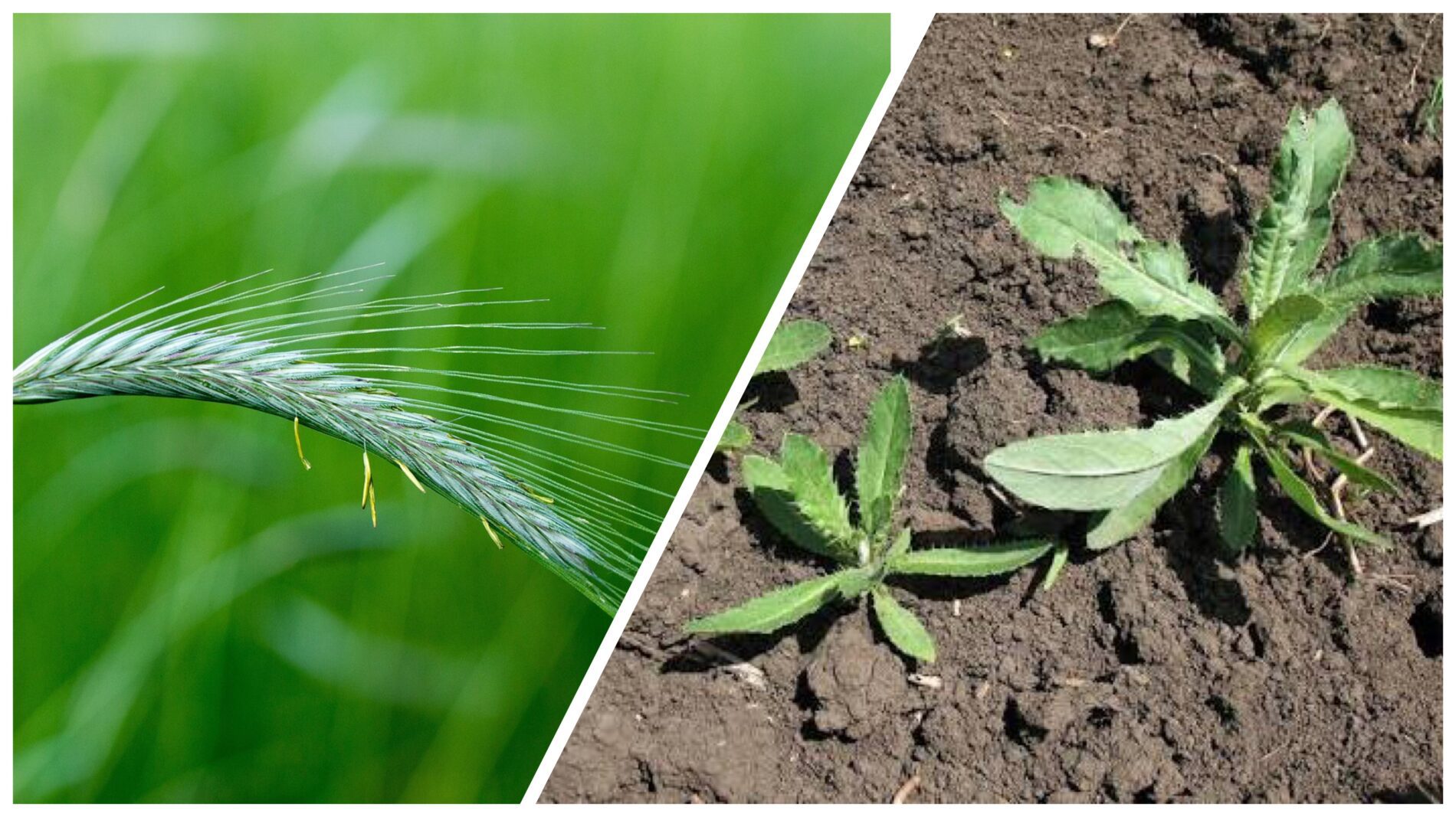 Городники розповіли, як позбутися бурʼяну на городі без гербіцидів 