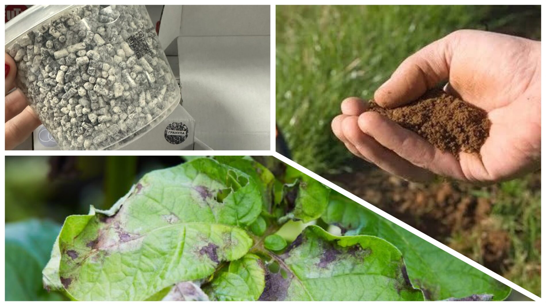 Городники розповіли, чим обробити ґрунт від фітофтори після збору картоплі 