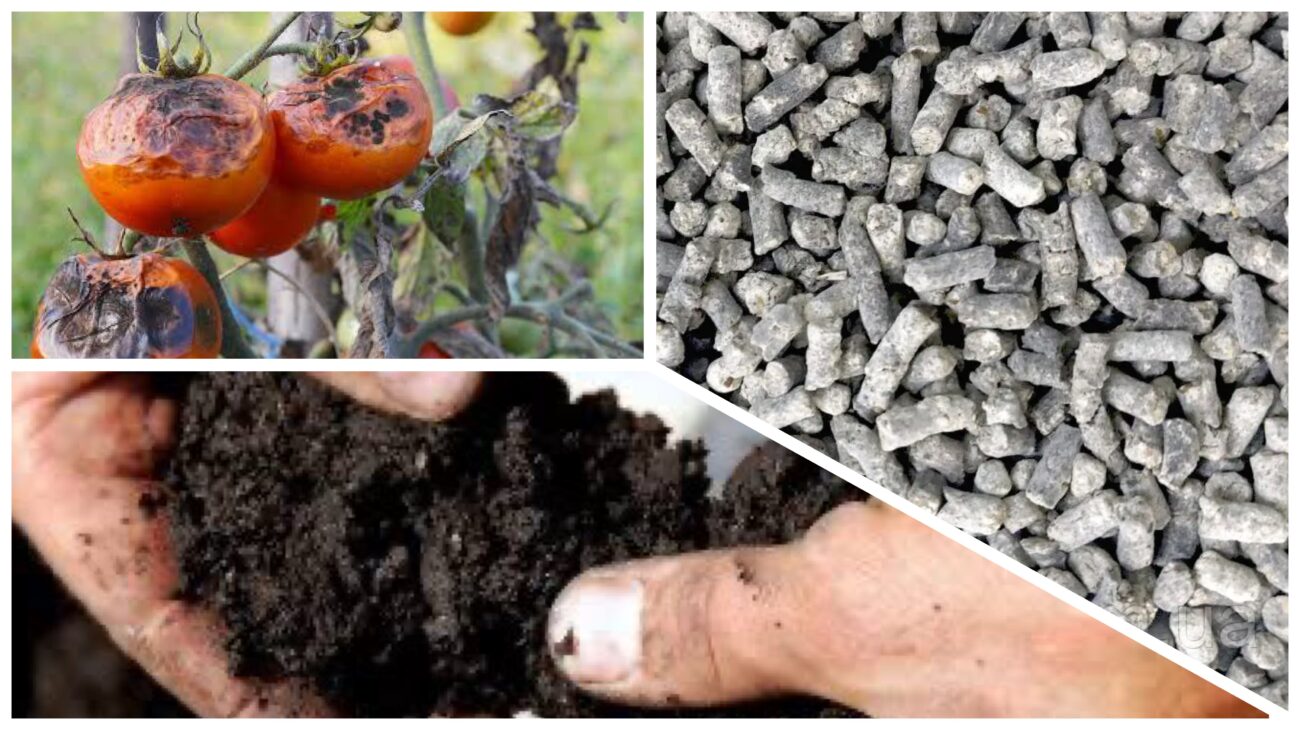 Городники розповіли, як у листопаді зробити профілактику фітофтори на наступний сезон