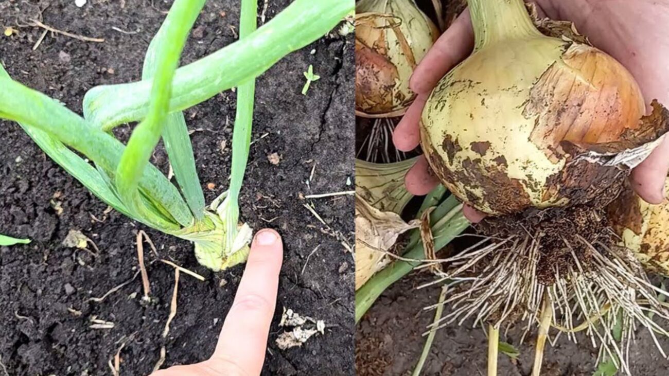 Городники розповіли, чим і коли підживлювати цибулю, щоб голівки були крупні 