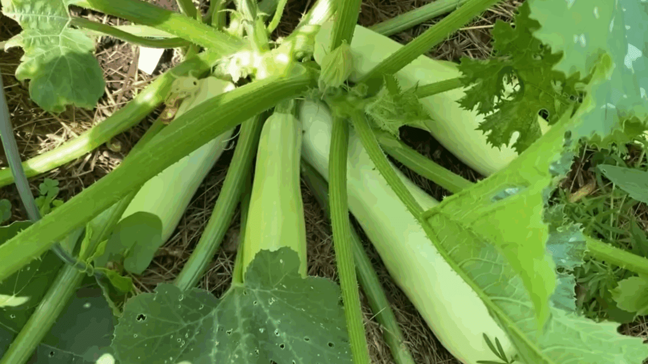 Городники розповіли, як доглядати за кабачками, щоб вони плодоносили до жовтня 