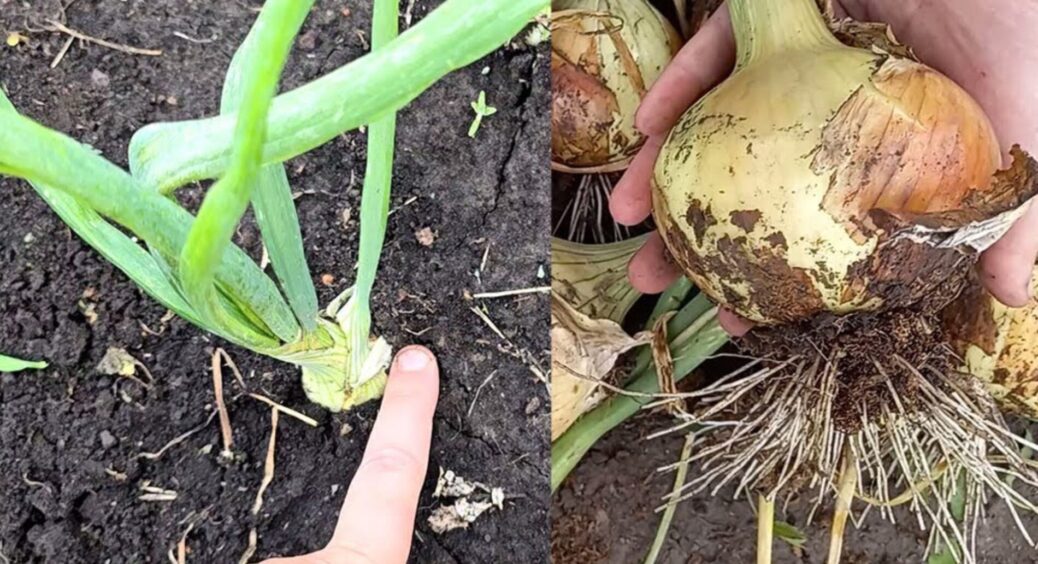Цибуля буде розміром з кулак — не пожовтіє і не погниє: агроном з 53-річним досвідом каже — 3 ложки на 10 л 
