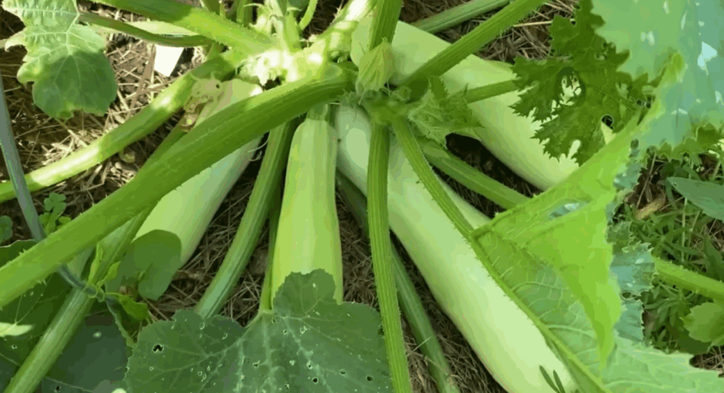 Сію лише 6 рядків кабачків у вересні, а навесні сходи такі рівні та густі, що сусіди розпитують мій секрет 