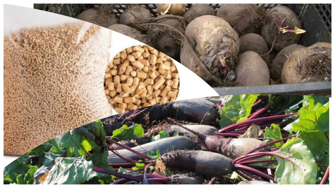 Городники розповіли, що покласти до буряків, щоб вони довго зберігалися 