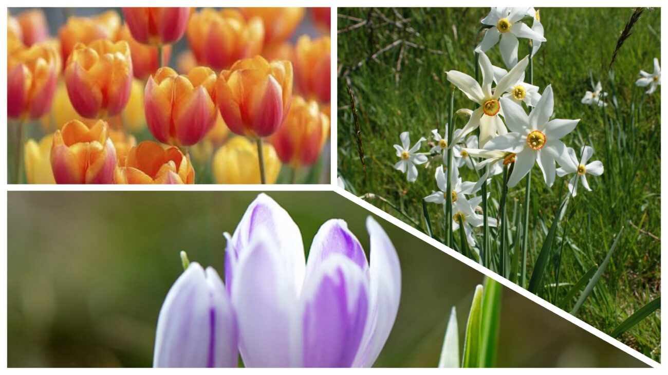 Садівники розповіли, які квіти треба садити восени, аби навесні була пишна клумба 