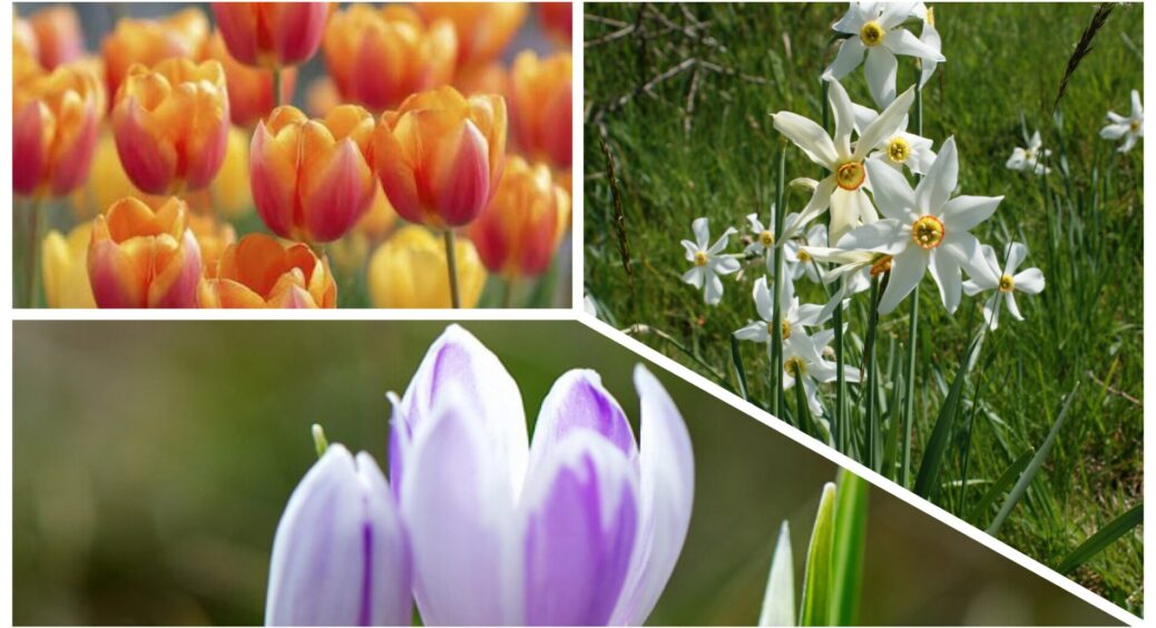 Саджу це восени, а навесні маю клумбу, наче в ботанічному саду: 6 квіток, які без нарікань переносять зиму 