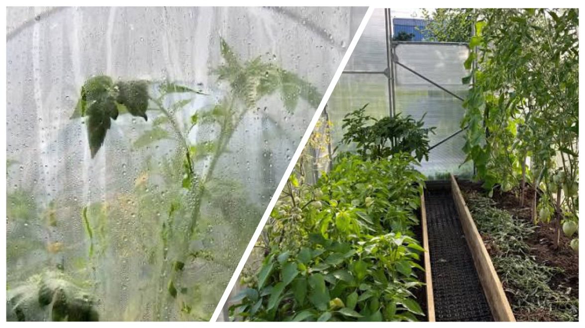 Городники розповіли, як просушити теплицю, якщо в ній збирається конденсат 