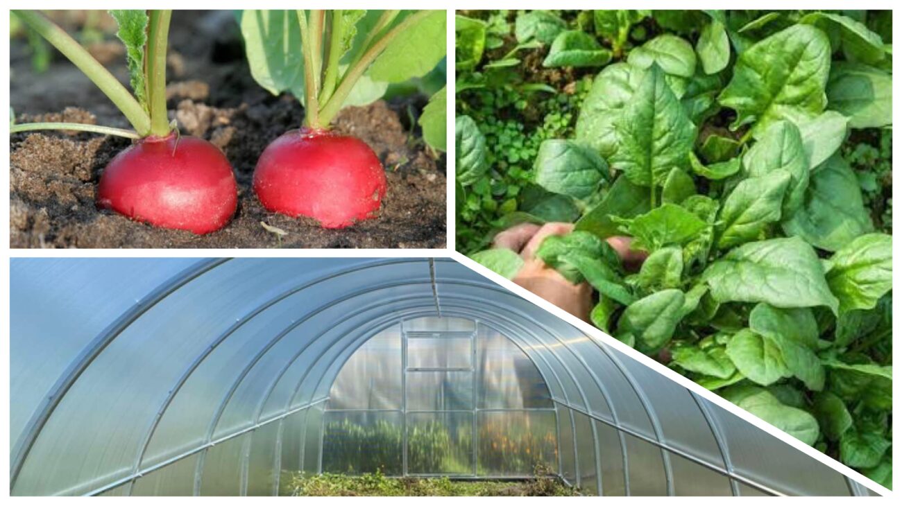Городники розповіли, які культури встигнуть вирости у теплиці до заморозків 