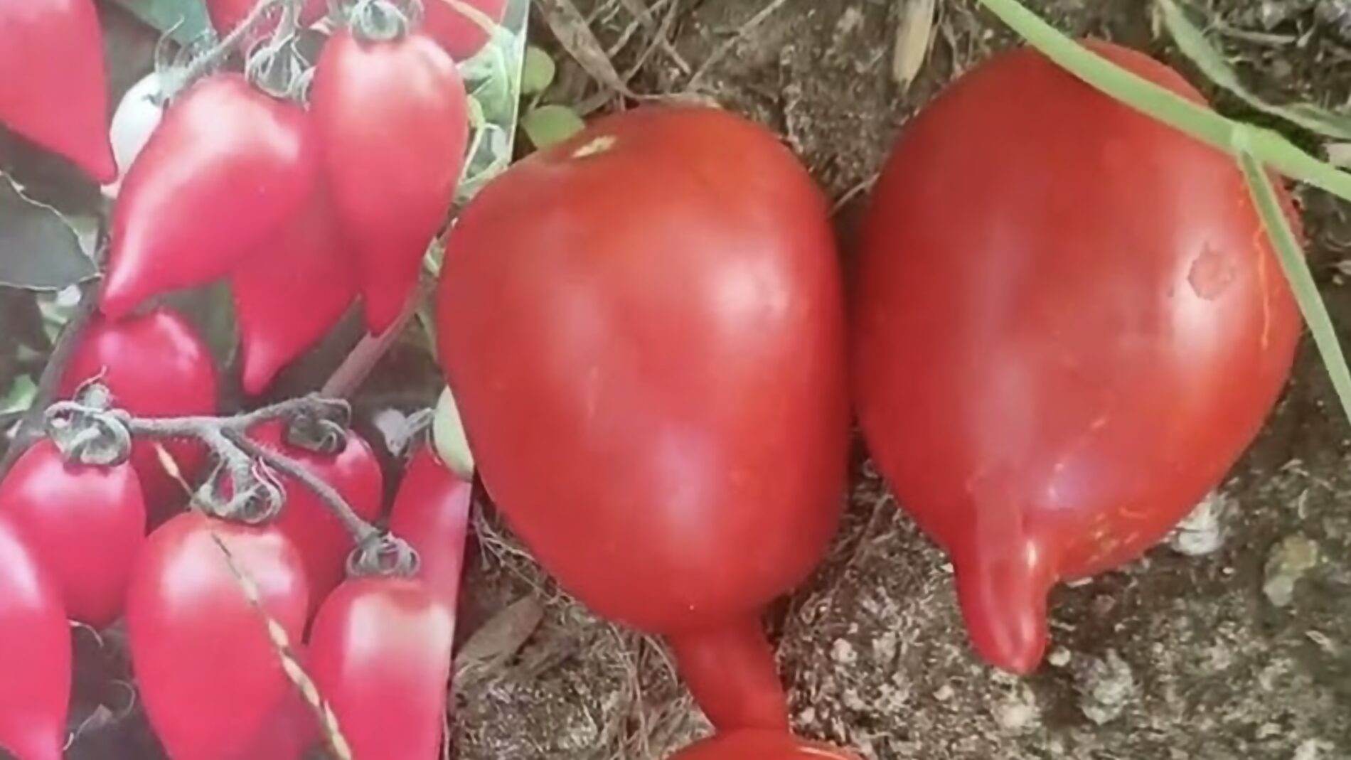 Городники розповіли, який сорт томатів дає багато врожаю 