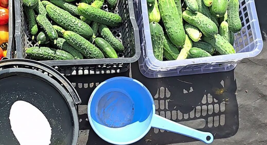 У сусідів вже “лисий” город, а на моєму ще повно огірків: зробила 1 хитрість, щоб кущі плодоносили до жовтня 