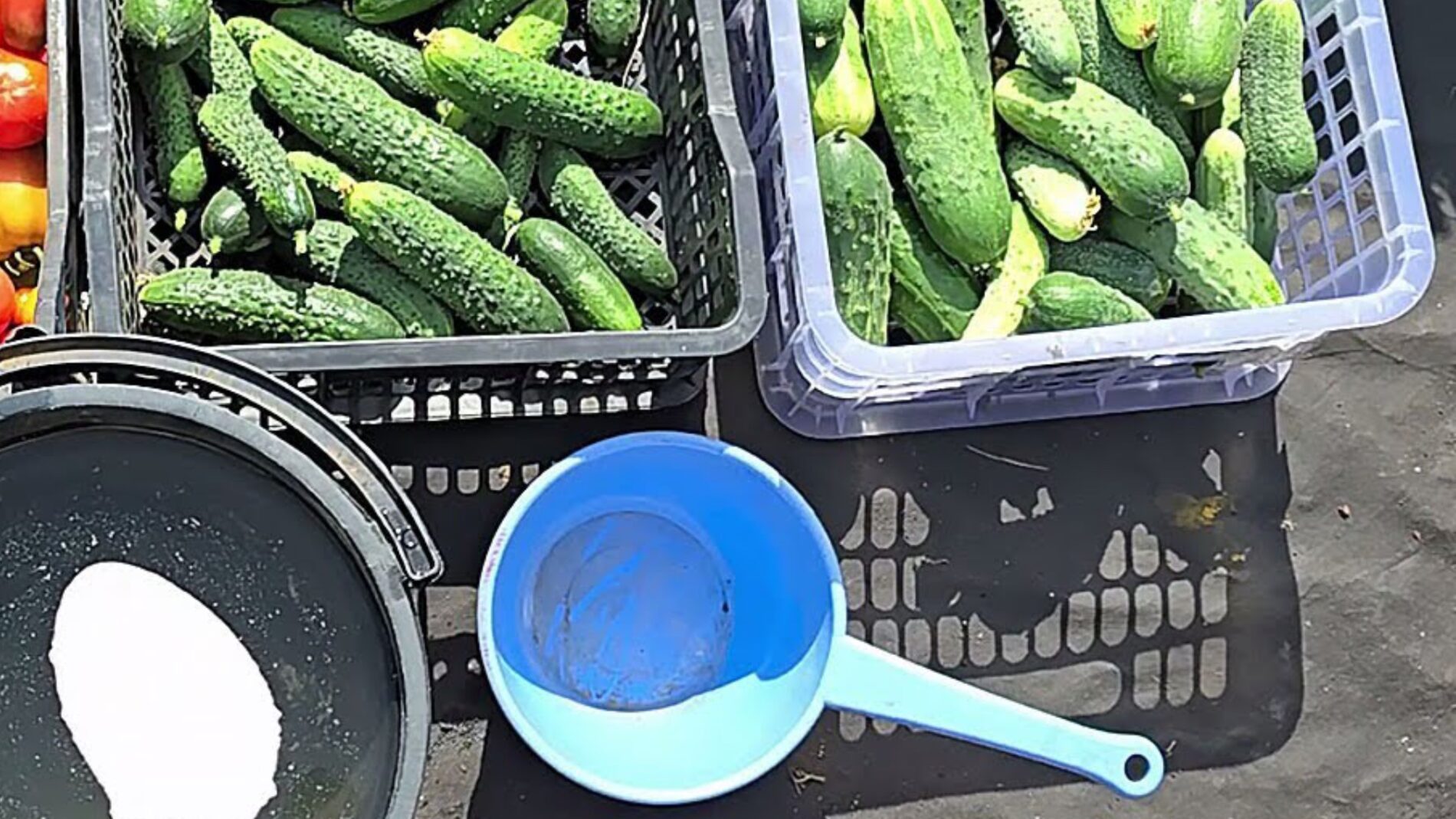 Городники розповіли, як продовжити плодоношення огірків до жовтня 