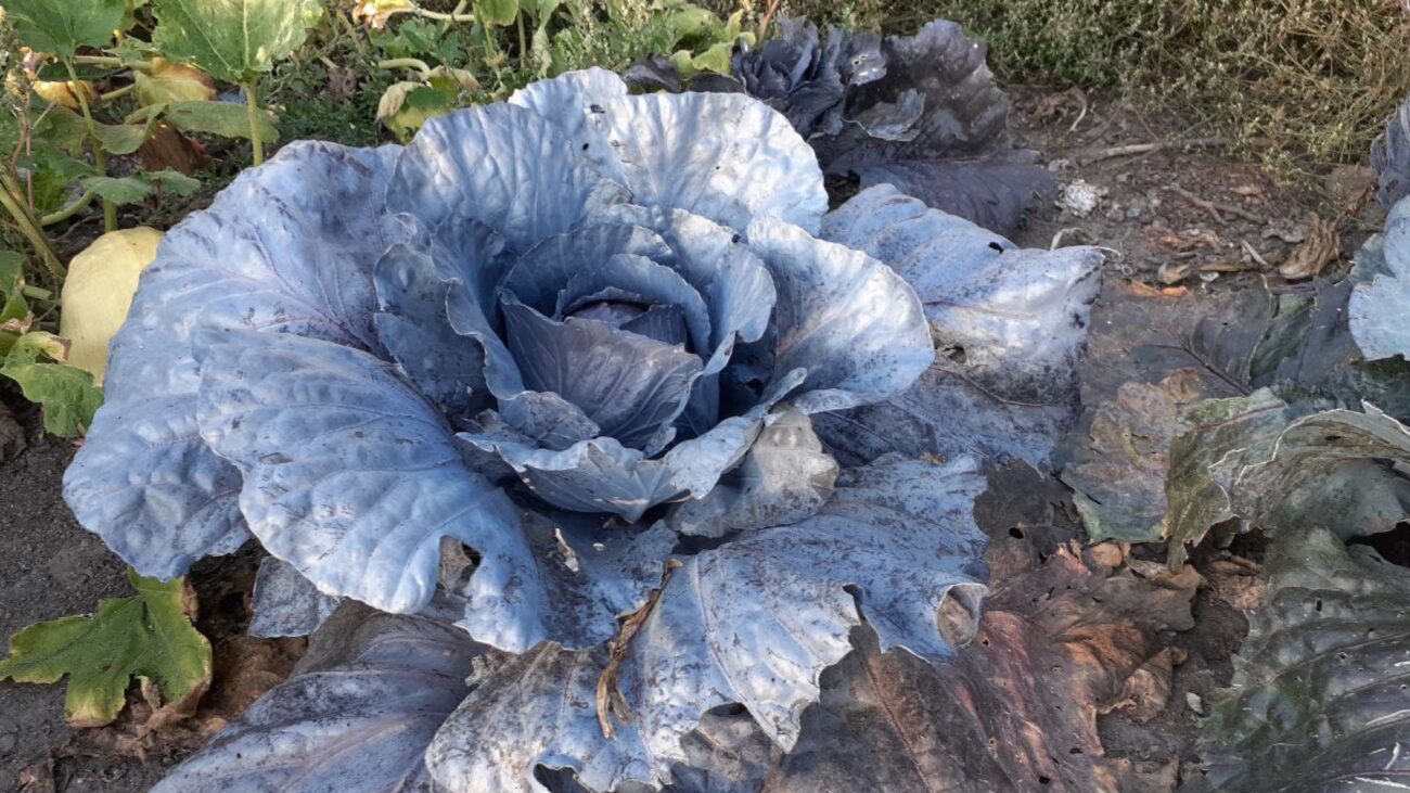 Городники розповіли, чим обробити капусту від шкідників