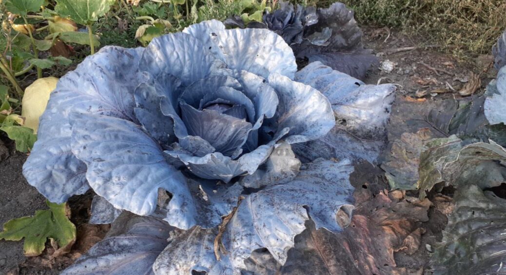 Шкідники на капусті? Ах, я 4 роки їх не бачу, і ще стільки ж не побачу: влітку обробляла тільки цим розчином 