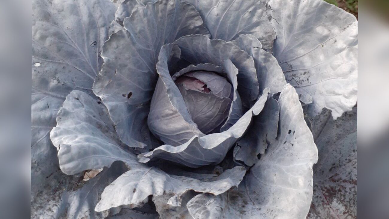 Городники розповіли, чим підживити капусту, щоб вона закрутила щільні качани 