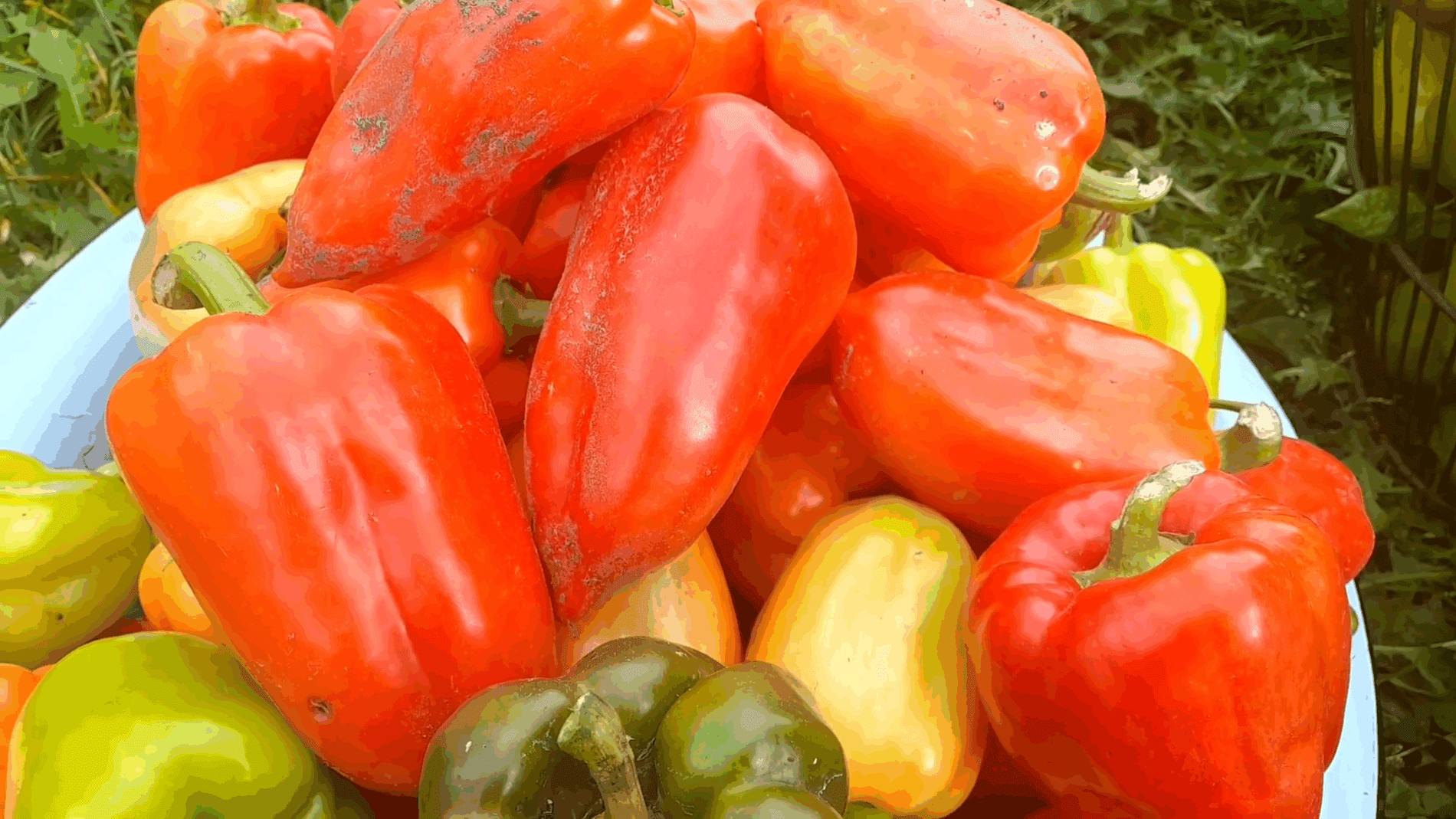 Експерти розповіли, як виростити перець з власно зібраного насіння