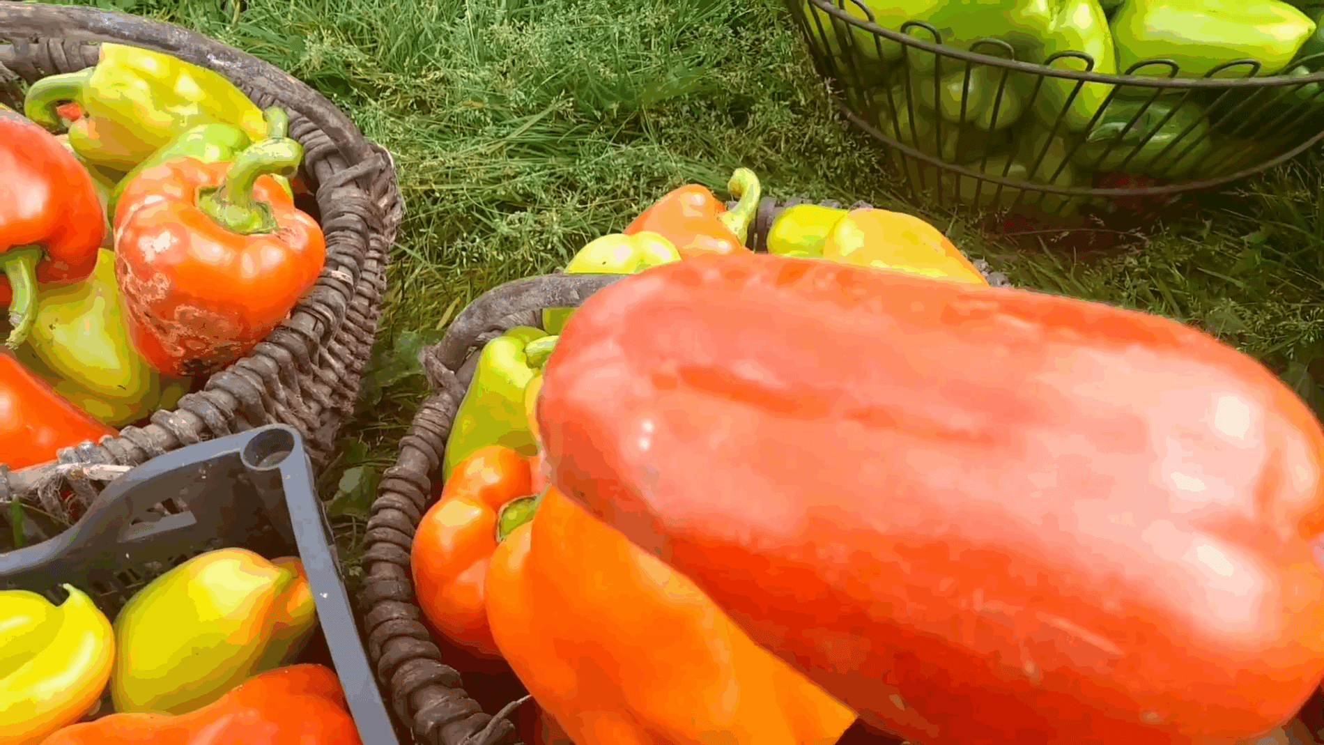 Експерти розповіли про 2 врожайні сорти болгарського перцю