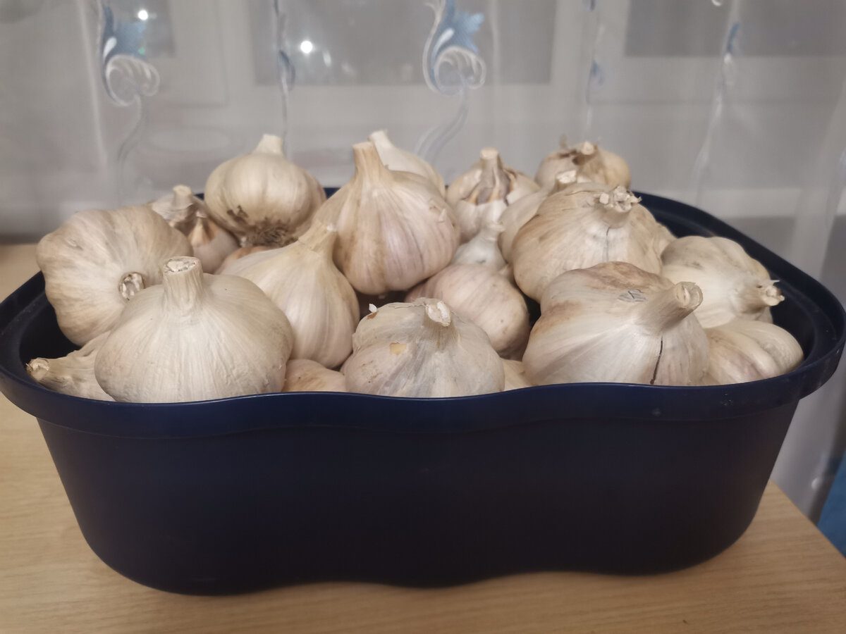 Експерти розповіли, яка рослина біля озимого часнику допоможе покращити врожайність часнику