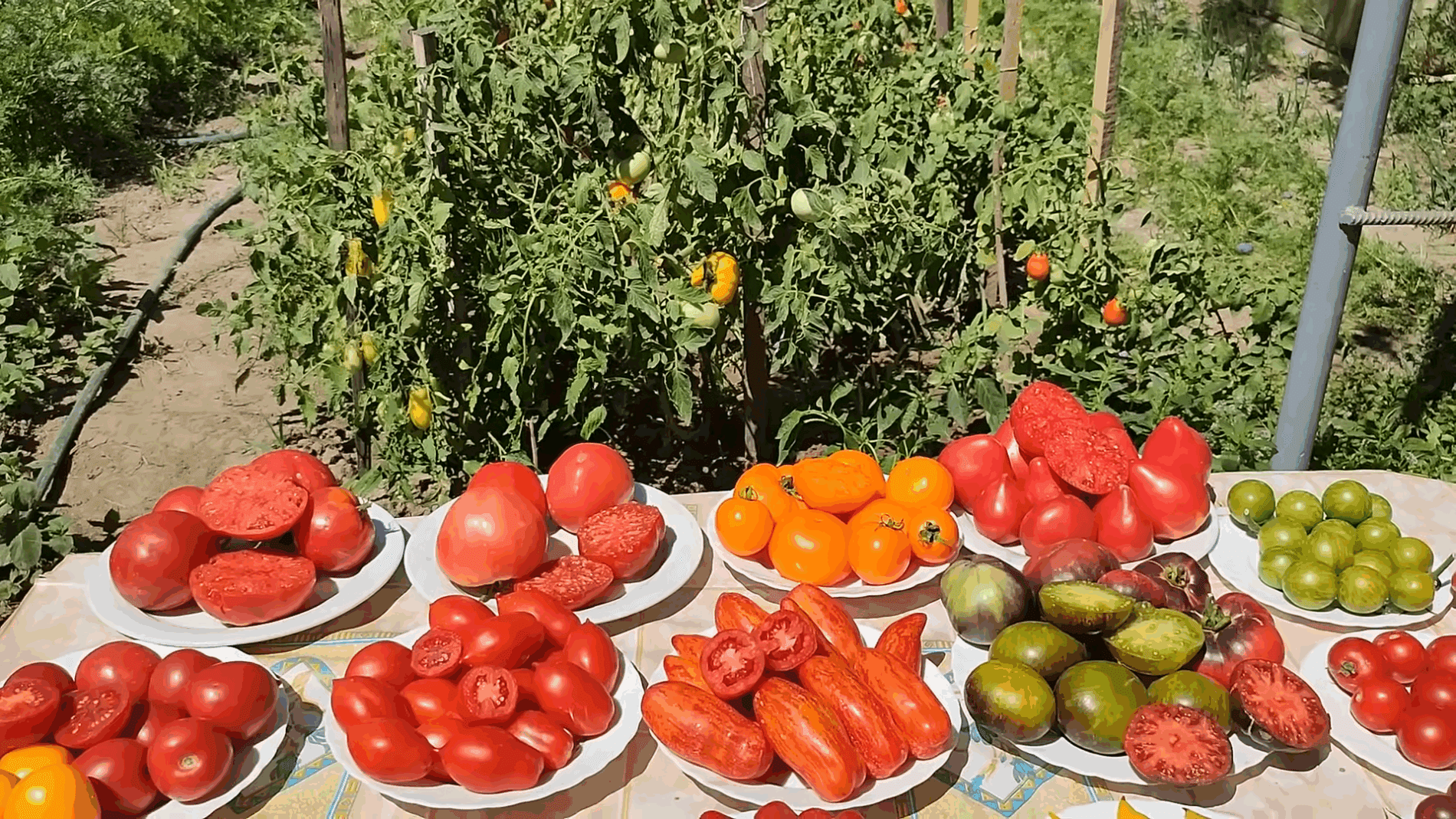 Експерти розповіли про неординарні сорти томатів для городу