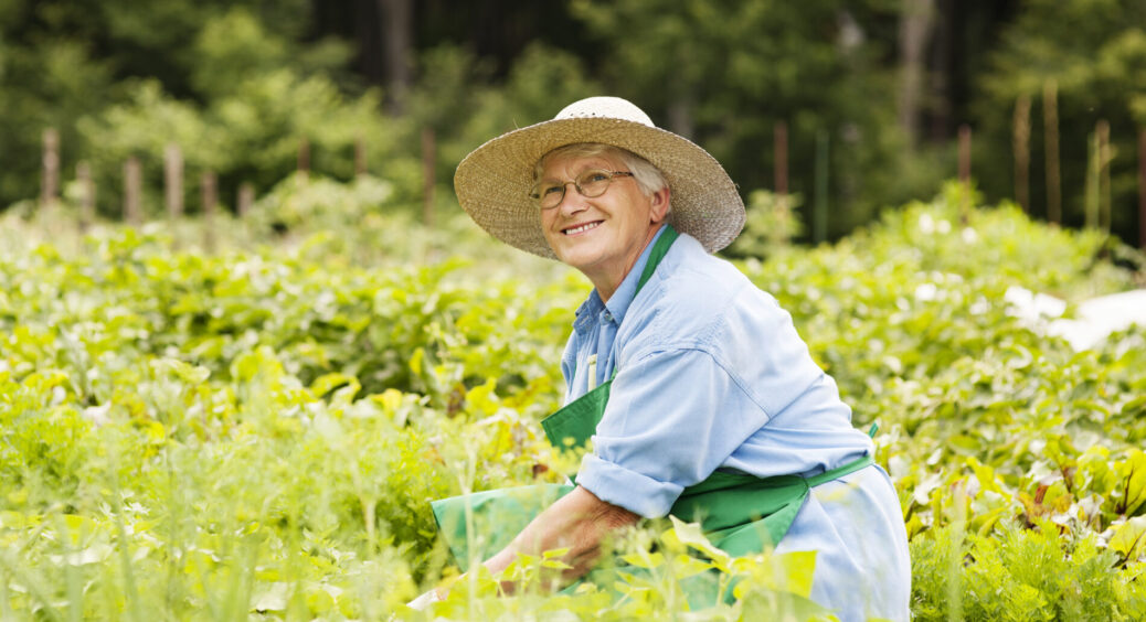 Бабуся тихо посміхається і посипає грядки чорним перцем – це не дурниці, а наш сімейний лайфхак уже 9 років 