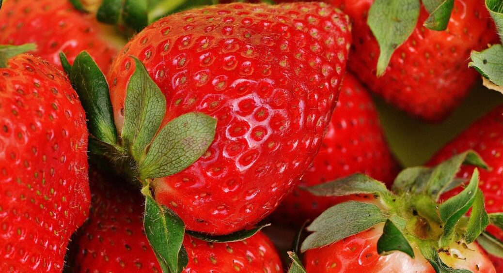 Осіння обробка полуниці – це важливо: 1 крок, що вирішує долю врожаю на весь 2026 рік, захищає від шкідників 