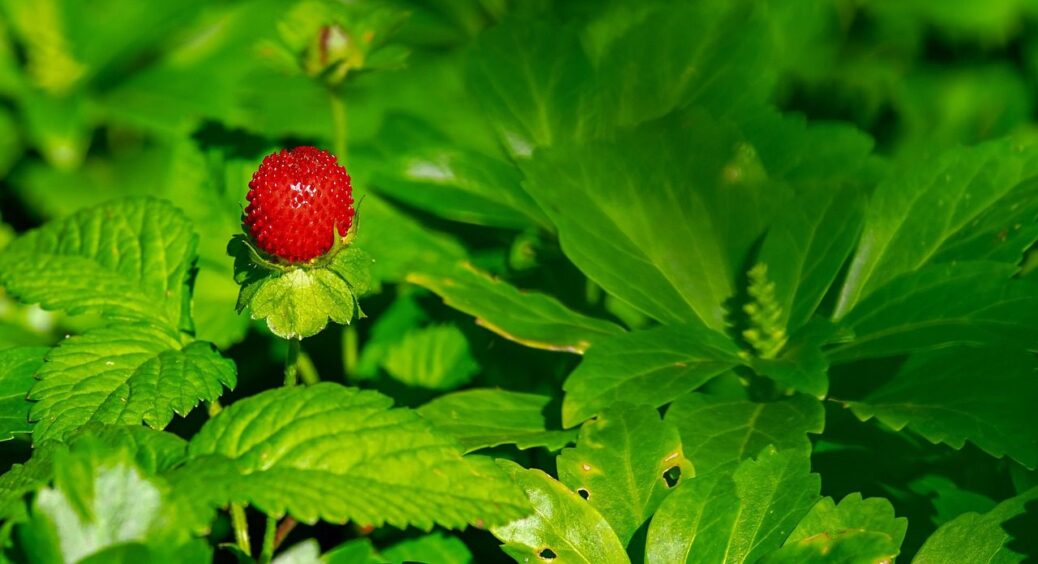 Забула підживити суницю восени – і рік була без ягід: тепер роблю так, щоб кущі “спали” ситими 