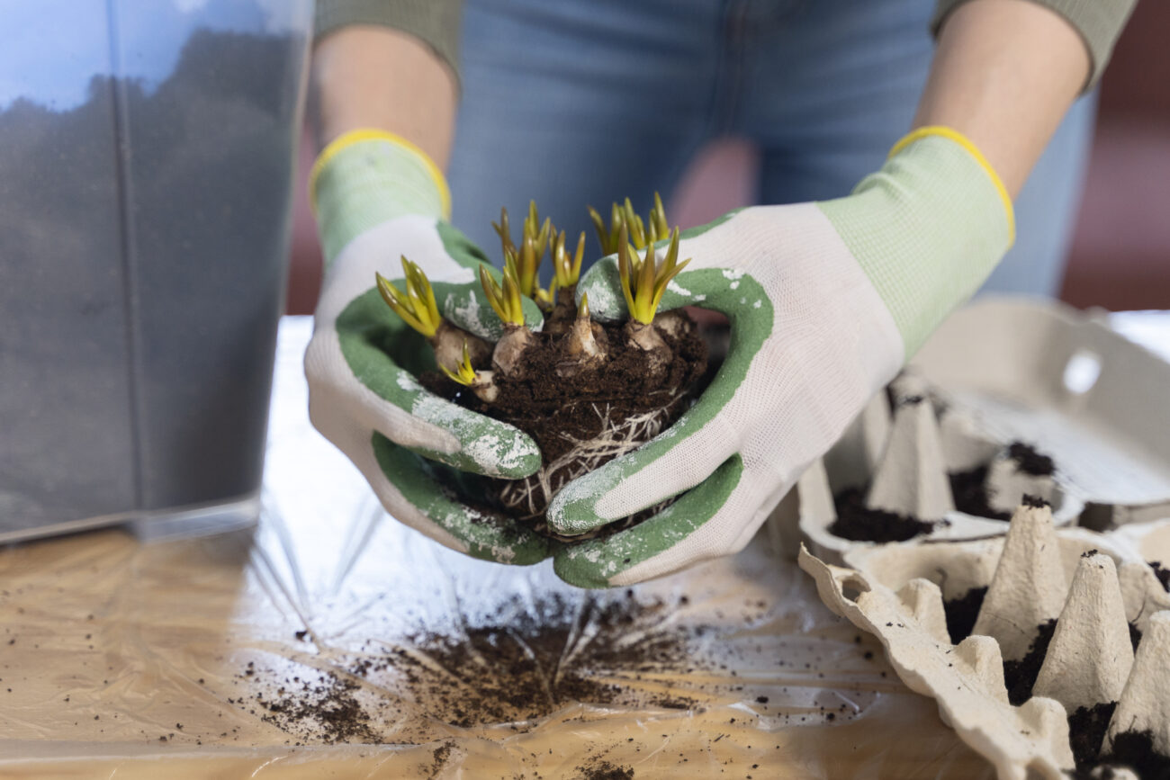 Квітникарі розповіли, як готують тюльпани до посадки восени