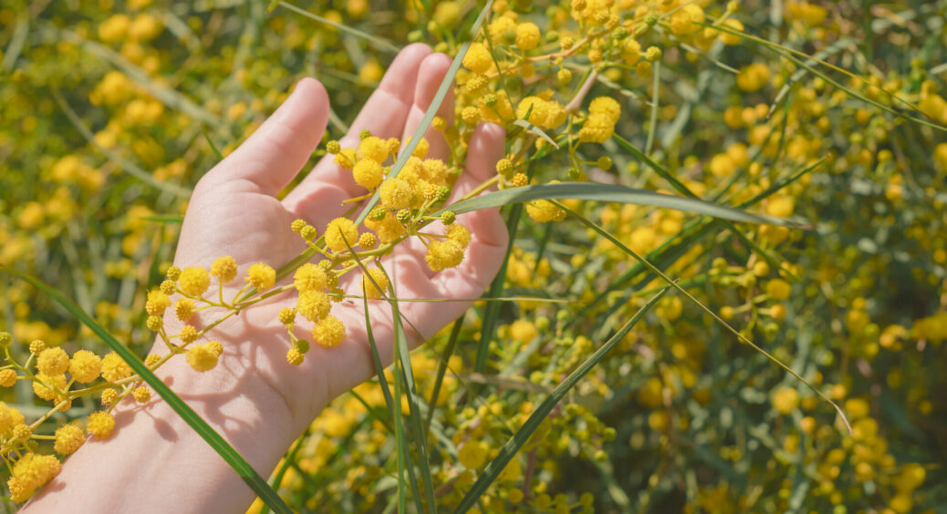 Посадіть цю 1 рослину – і ви забудете про попелицю, білокрилку та плодову міль: зникнуть за 1 ніч 