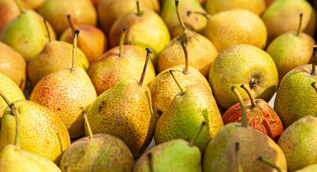 Сусіди дивуються, а я мовчки пригощаю: 4 сорти пізньої груші, які зберігаються всю зиму без холодильника 