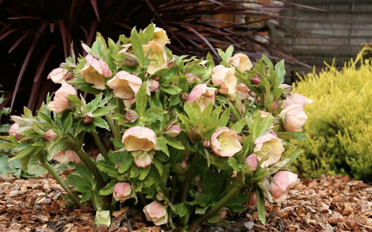 Квітникарі розповіли, який багаторічник можна посадити восени