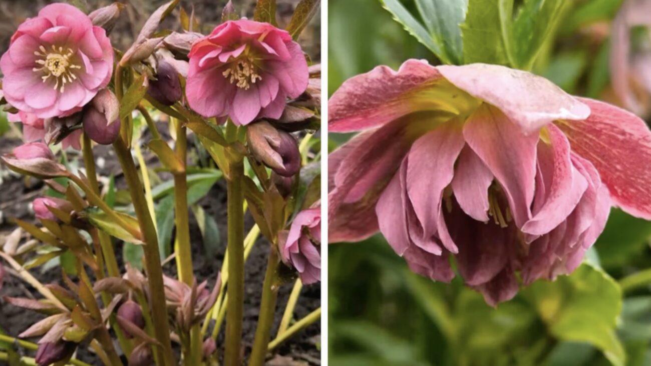 Квітникарі розповіли, який багаторічник можна посадити восени