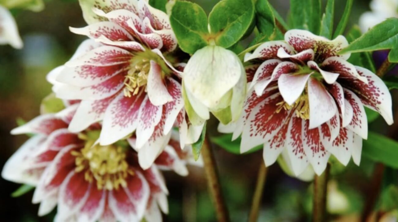 Квітникарі розповіли, який багаторічник можна посадити восени