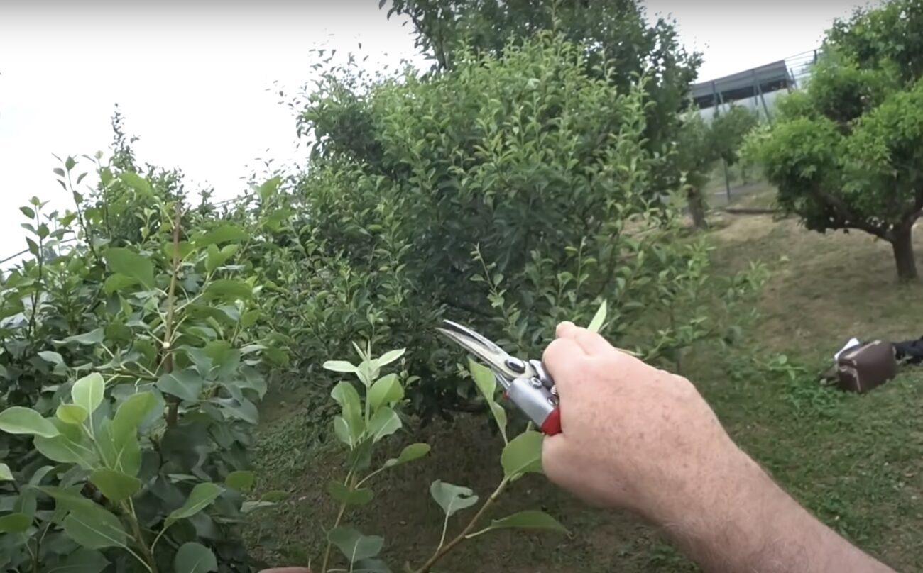 Садівники розповіли, як правильно обрізати грушеві дерева